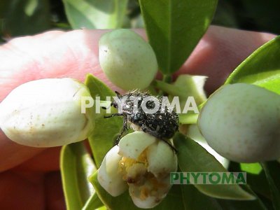 Escarabajo de las flores