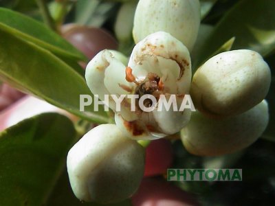 Escarabajo de las flores
