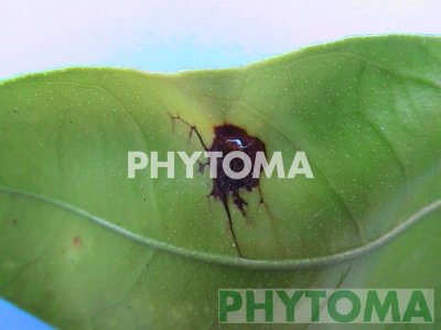 Alternaria