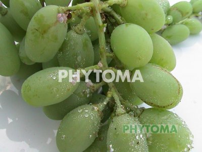 Cotonet