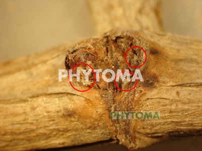 Taladros de madera