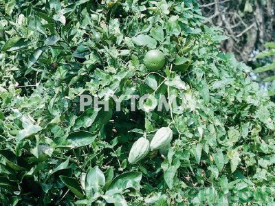 Planta cruel o miraguano