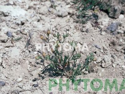 Silene conica