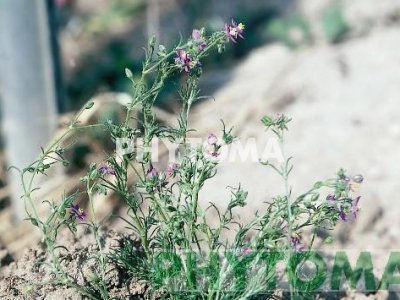 Arenaria roja / Esparcilla roja / Vermella