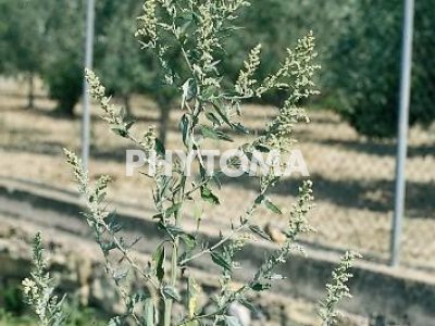 Cenizo / Bledo blanco / Ceñiglo / Blet blanc