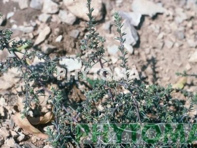 Salicor borde / Barilla pinchosa / Pincho / Correcaminos / Barrella punxosa / Mil nucs / Herba de nuguets