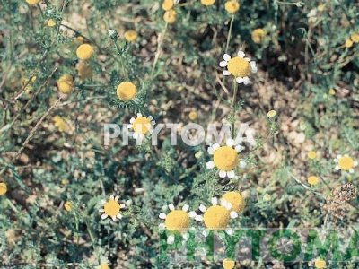Botoncillo / Herba de boligs / Panigroc