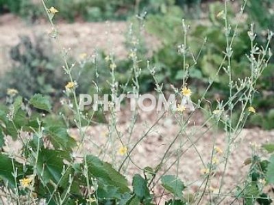 Achicoria dulce / Achicoria juncal / Ajonjera / Escobas / Màstec / Fussell / Xicoira dolça
