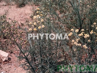 Zarramaga / Erigenon / Cènem bord / Pinets