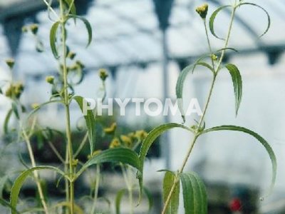 Contrayerba / Matagusanos / Balda / Sunchillo