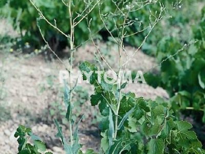 Lechuga borde / Lechuga ponzoñosa / Lechuga salvaje / Serrallón / Enciam bord / Lletuga borda