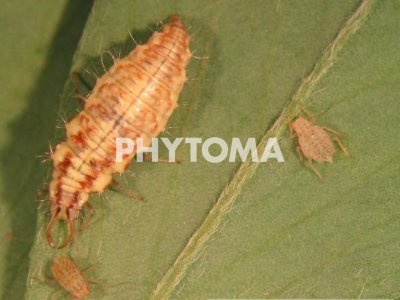 Crisopa