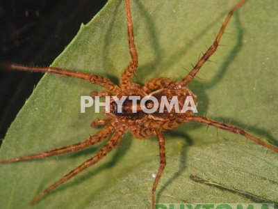 Araña
