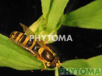 Mosca pulmón