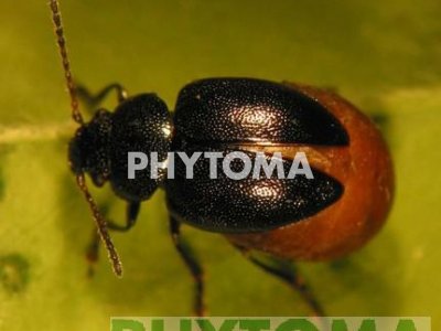 Cuca negra de la alfalfa