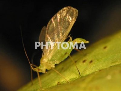 Pulgón de la alfalfa