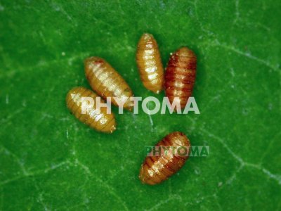 Minador americano de las hojas