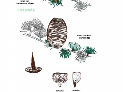 Cedro del Atlas