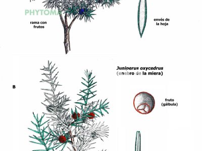 Enebro común y enebro de la miera