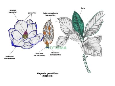 Magnolio