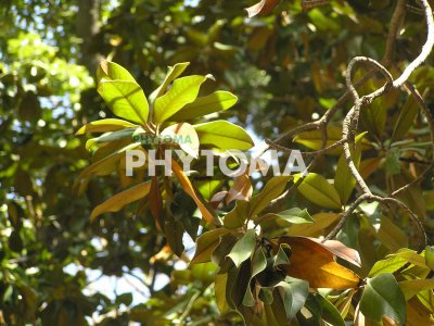 Magnolio