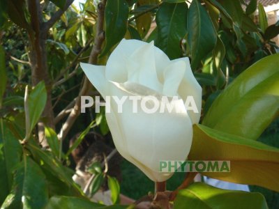 Magnolio