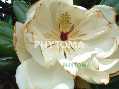 Magnolio
