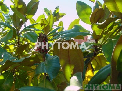 Magnolio