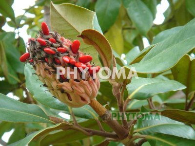 Magnolio