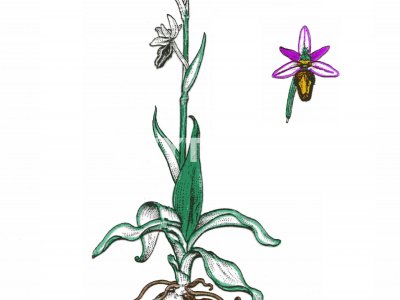 Orquídea abeja