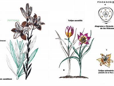 Azucena y tulipán