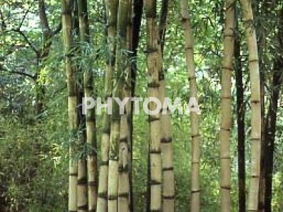 Bambú
