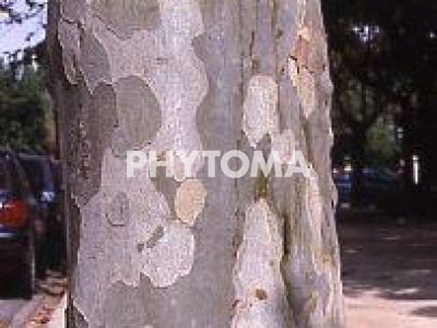 Plátano de sombra