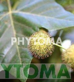 Plátano de sombra
