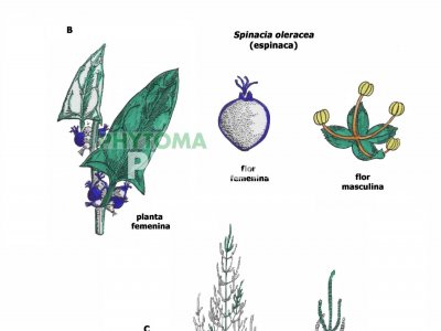 Acelga, espinaca y salicornia