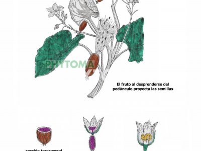 Pepinillo del diablo