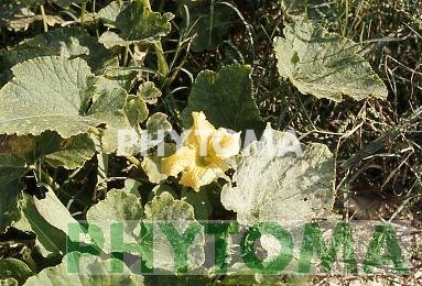 Calabaza