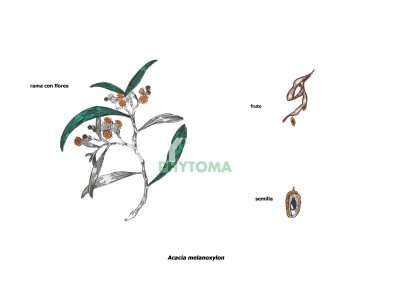 Acacia australiana