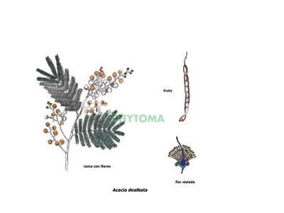 Mimosa fina