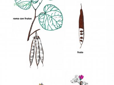 Árbol del amor