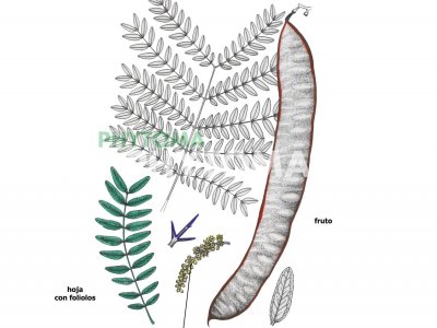 Acacia de tres espinas