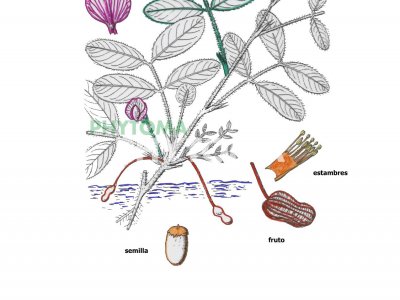 Cacahuete