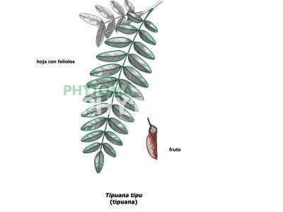Tipuana