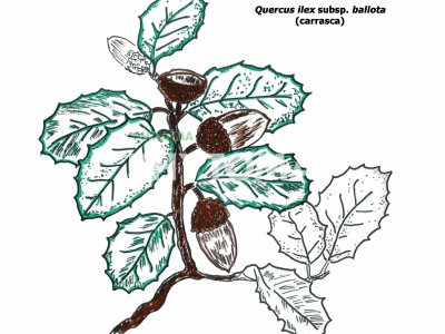 Encina
