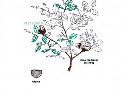 Coscoja