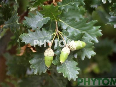 Roble