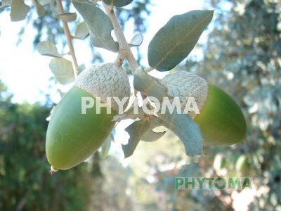Encina de bellotas dulces