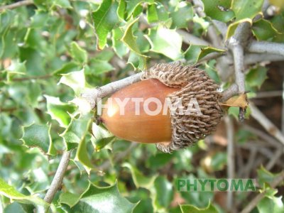 Coscoja