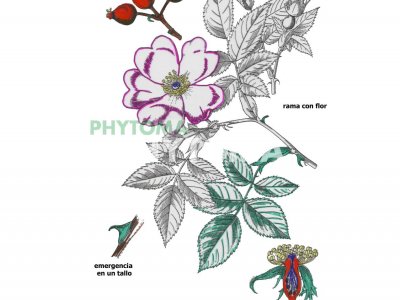 Rosa