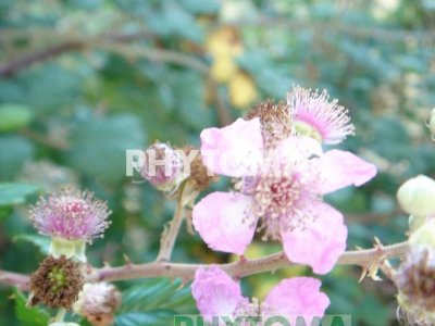 Rosa